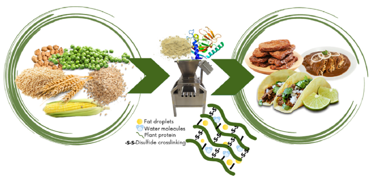 Plant-protein sources found in Mexico for developing traditional Mexican dishes.PNG